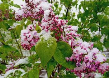 Artvin´de kar sürprizi