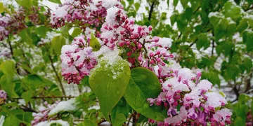 Artvin´de kar sürprizi