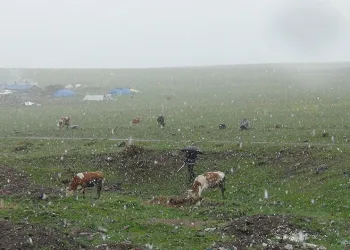 Kars’ta Mayıs karı şaşırttı