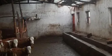 Elazığ’da etkili olan fırtına ahırın çatısını uçurdu