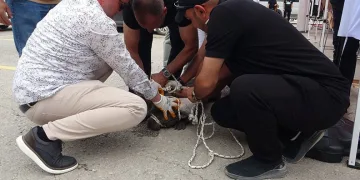 Malatya’da etkinlikte pitbull dehşeti