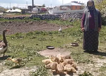 Kaz, gram altınla yarışıyor