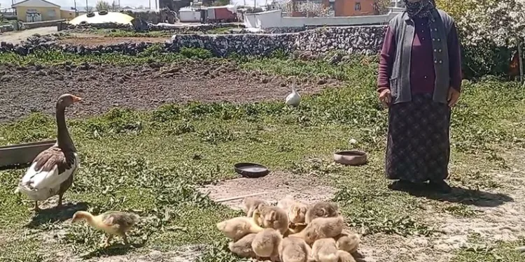 Kaz, gram altınla yarışıyor