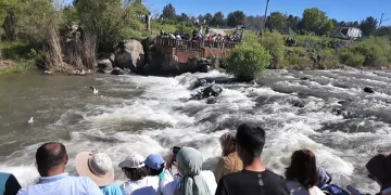 Uçan balıkların göçüne yoğun ilgi