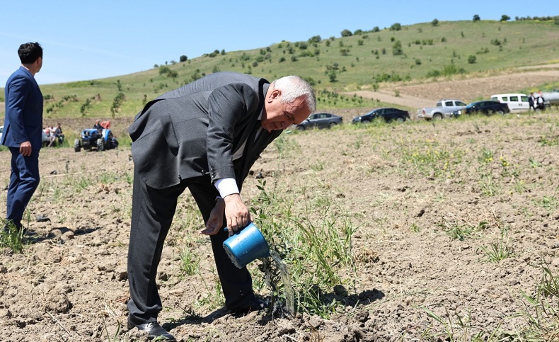 Nilüfer belediyesi zeytin fidanı