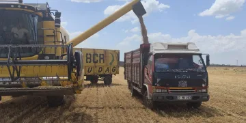 Mardin’de yılın ilk buğdayı tonu 17 bin liradan satıldı