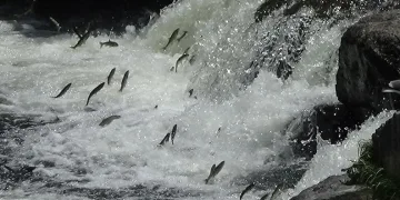 İnci kefalinin zorlu göçü devam ediyor