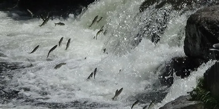 İnci kefalinin zorlu göçü devam ediyor