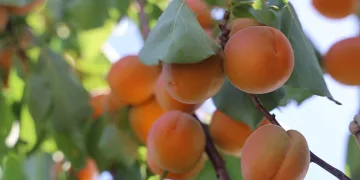 Amik Ovası’nda bereketli kayısı hasadı başladı