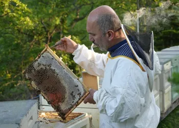 Deli balda üretim sezonu sürüyor