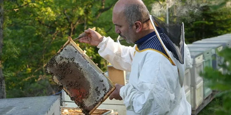 Deli balda üretim sezonu sürüyor