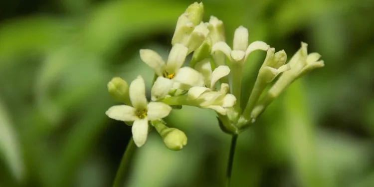 Bartın’da yeni bitki türü bulundu