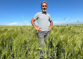 Kars’ta tarım arazilerinde yerli ve milli arpa bereketi