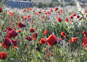 Binlerce gelincik doğayı adeta kırmızıya boyadı