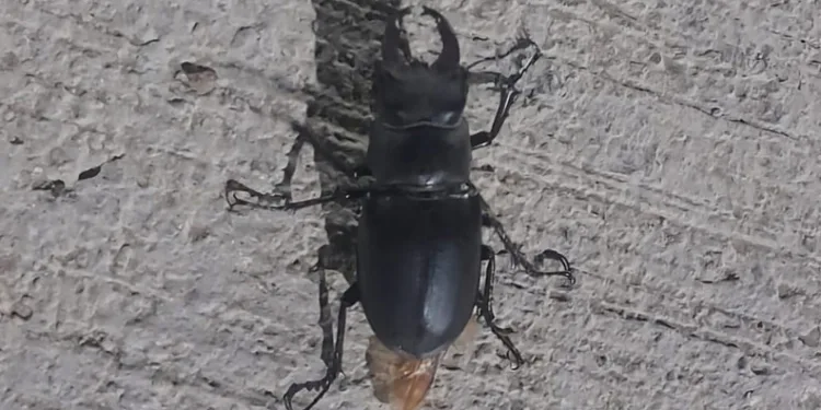 Bu böceğe zarar vermenin cezası 557 bin TL