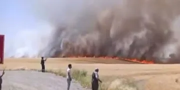 Diyarbakır’da bin dönümden fazla biçilmemiş buğday ve arpa yangında kül oldu