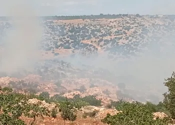 Gaziantep’te fıstık ve zeytin bahçelerinde yangın