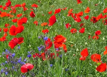 Van’ın ovaları renk cümbüşüne büründü