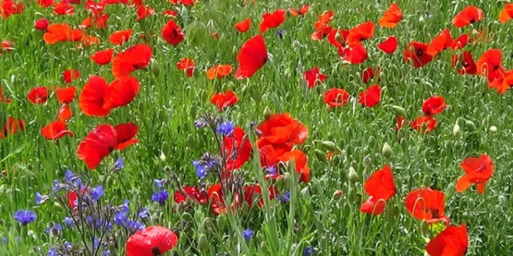 Van’ın ovaları renk cümbüşüne büründü