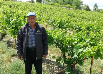 Tescilli “köhnü” üzümünde umutlar yapraklarda