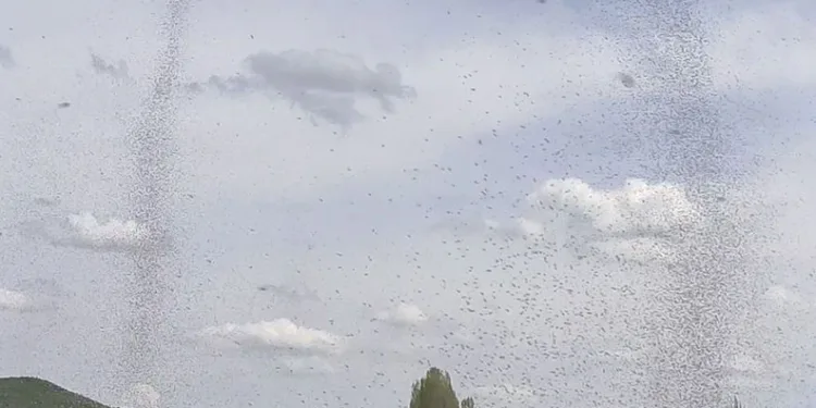 Çıldır Gölü’nde sinek istilası