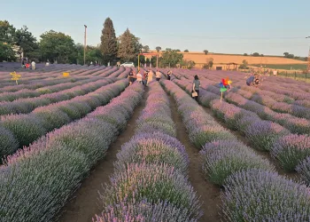Mor tarla turizmi başladı