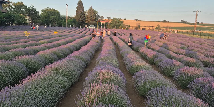 Mor tarla turizmi başladı