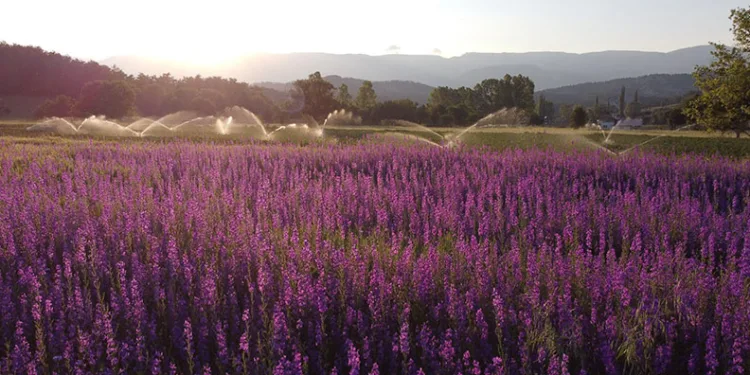 Buğday tarlası çiçek bahçesine döndü