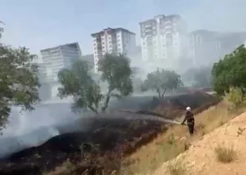 Kahramanmaraş’ta zeytinlik yangını