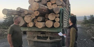 Kaçak ağaç kıyımına ağır ceza