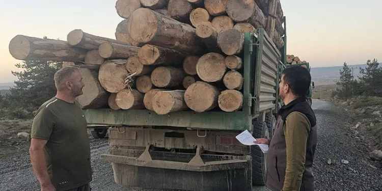 Kaçak ağaç kıyımına ağır ceza