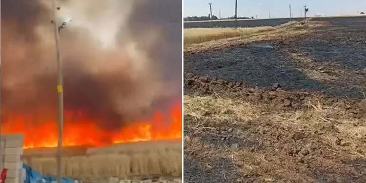 Mardin’de 350 dönüm buğday tarlası küle döndü