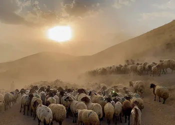 Sürülerin geleneksel tozlu yolculuğu başladı