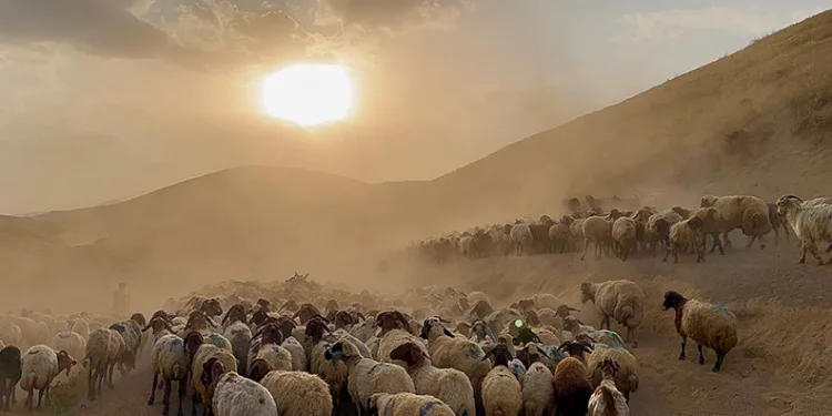 Sürülerin geleneksel tozlu yolculuğu başladı