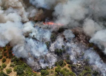 Edirne’de orman yangını