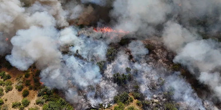 Edirne’de orman yangını