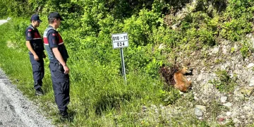 Kastamonu’da yaralı halde bulunan karacalar tedavi altına alındı