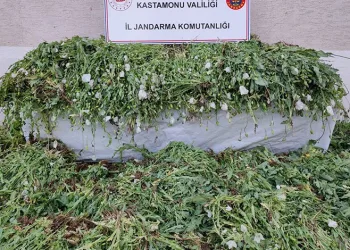 Kastamonu’da 120 bin kök haşhaş ele geçirildi