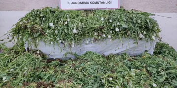 Kastamonu’da 120 bin kök haşhaş ele geçirildi