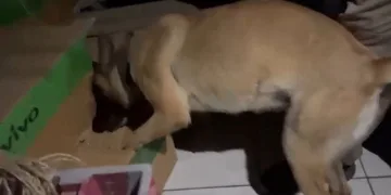 Kayseri’de 79 yaşındaki ‘torbacı’ yakalandı