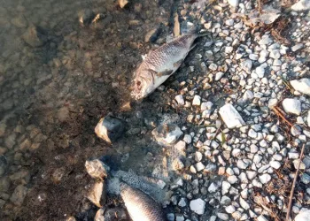 Eğirdir Gölü’nde yüzlerce sazan balığı ölü bulundu