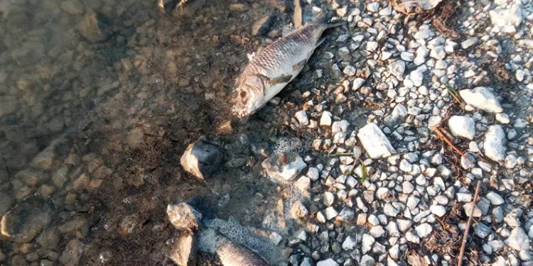Eğirdir Gölü’nde yüzlerce sazan balığı ölü bulundu