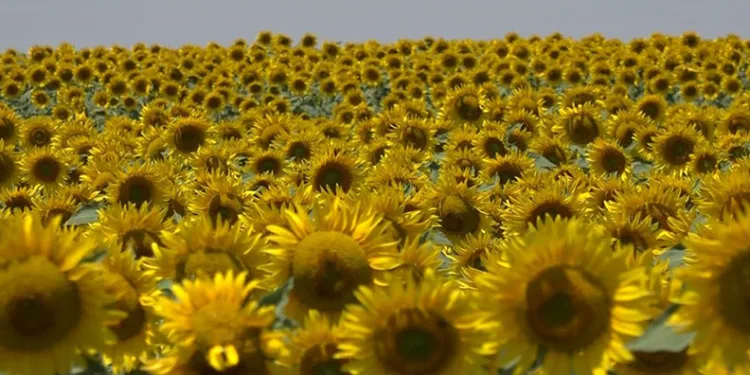 Ayçiçek üreticileri yağış bekliyor