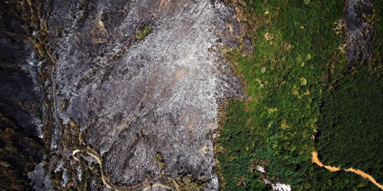Sakarya yangını sonrası acı tablo: Yeşil ve siyah yan yana