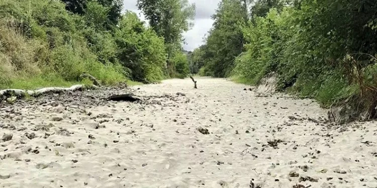 Sakarya’da korkutan manzara: Doğaseverlerin gözdesi kurudu