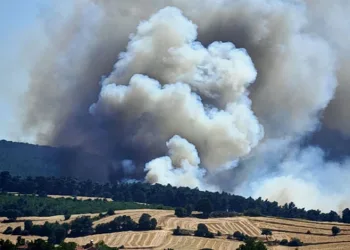 Edirne Keşan’da orman yangını