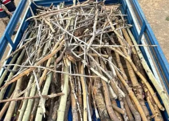 Nemrut Kalderası’nda kaçak ağaç kesimi yapan 3 kişi yakalandı