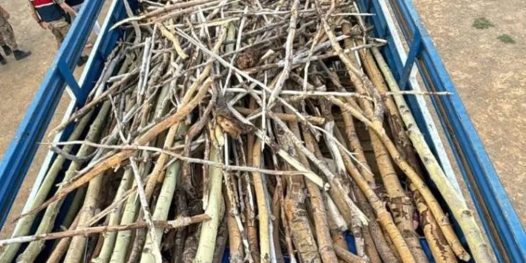 Nemrut Kalderası’nda kaçak ağaç kesimi yapan 3 kişi yakalandı