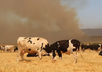 Çanakkale’deki yangında köylüler hayvanlarını korumak için tarlalarda bekletiyor