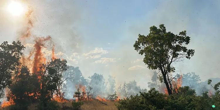 Bingöl’de çıkan orman yangınları söndürüldü